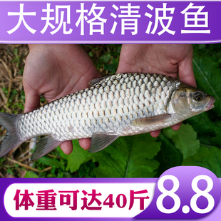 重庆清波鱼苗特大尺寸正宗青波中华倒刺鲃淡水养殖食用本地名贵鱼