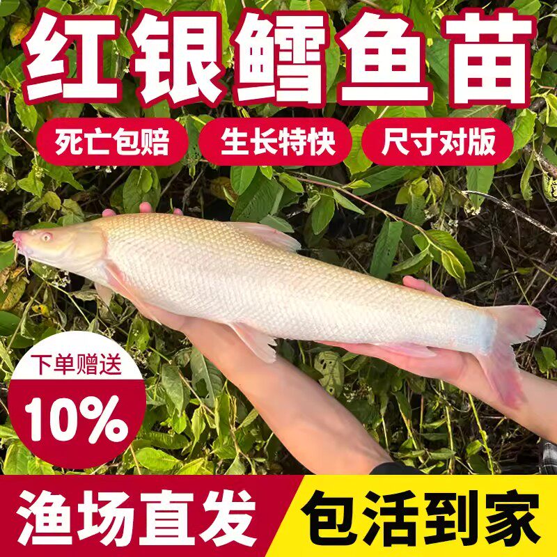 浙江红眼鳕鱼苗赤目红眼银鳕淡水鱼冷水银雪鱼观赏鱼食用鱼大鳞鲃