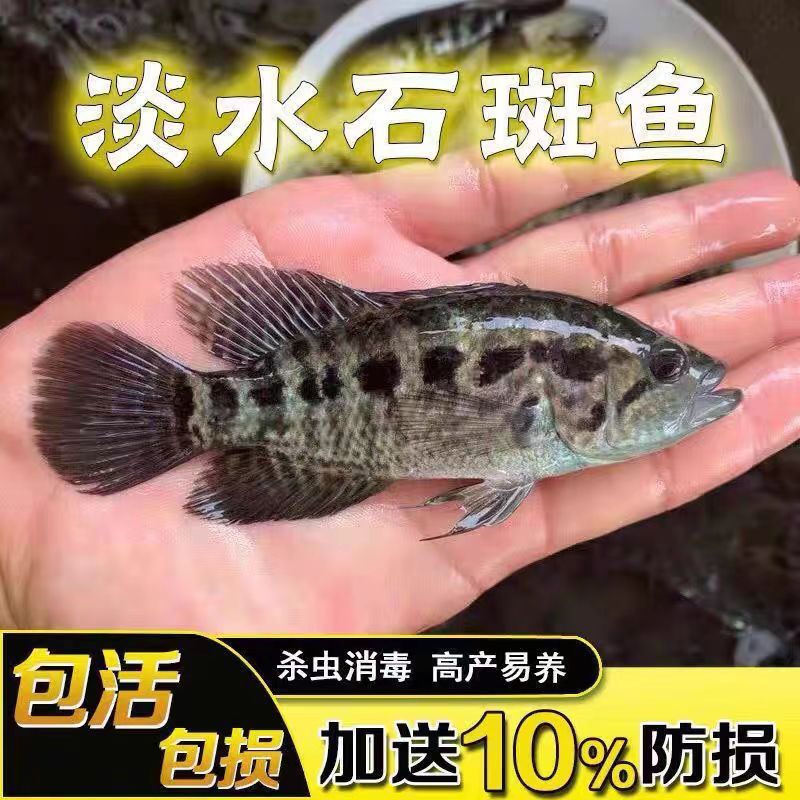 应季湖南淡水石斑鱼苗批发溪水
