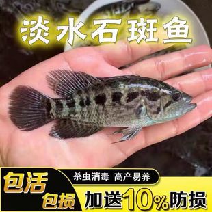 重庆淡水石斑鱼苗活体溪水养殖食用活观赏鱼大型鱼凶猛鱼路亚鱼苗