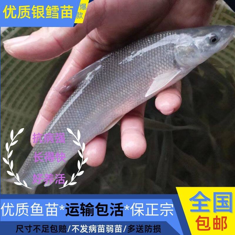 安徽银鳕鱼苗淡水养殖食用大鳞鲃鱼苗鳕鱼苗活鱼苗观赏银雪活鱼苗