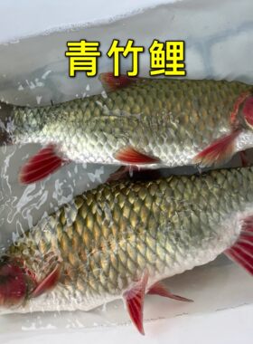 广西青竹鲤鱼苗鱼生大尺寸发色活