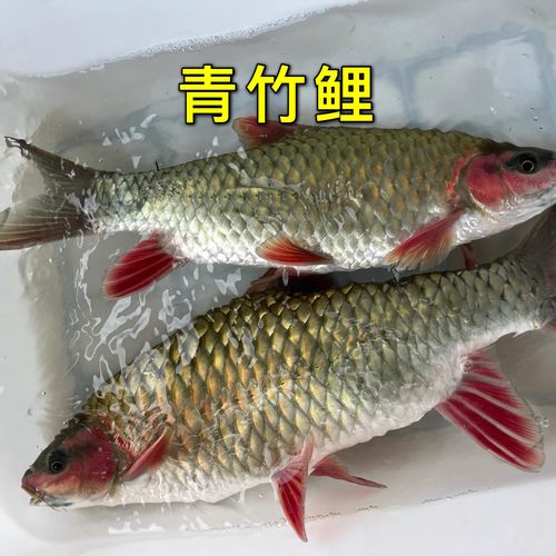 广西青竹鲤鱼苗鱼生大尺寸发色活