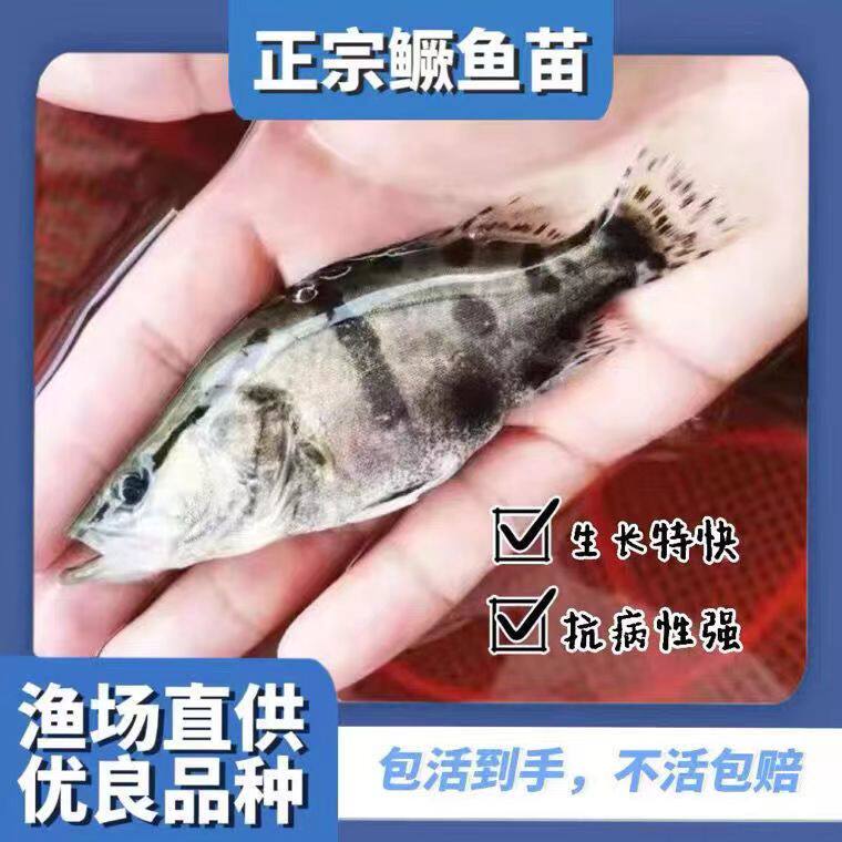 重庆批发正宗桂花鱼苗只卖真鱼苗