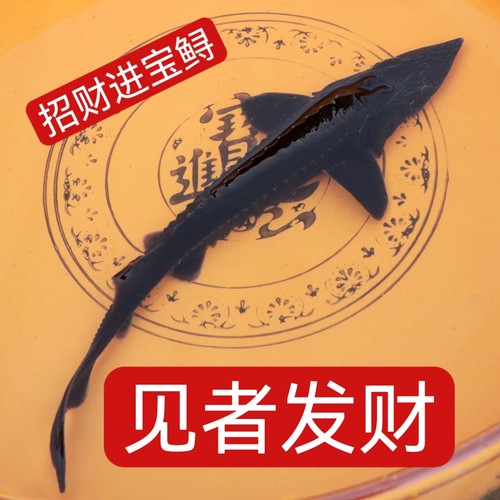 广西鲟鱼苗鲟鸭嘴鱼中华史施鲟龙鱼苗淡水鱼苗幼苗大鲟鱼苗观赏鱼