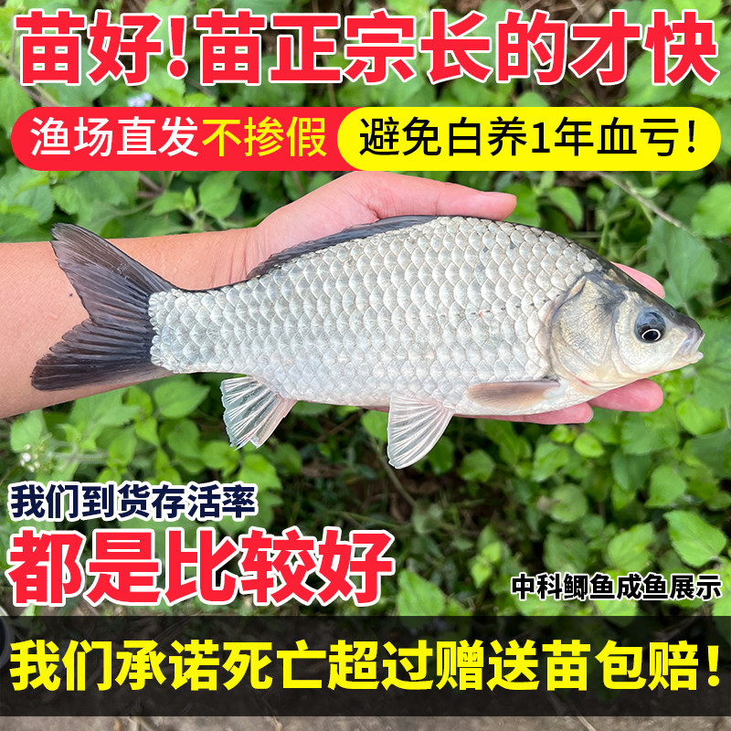 湖南黄金鲫鱼鱼苗大品种中科五号鲫鱼工程鲫大草鱼花白鲢淡水养殖