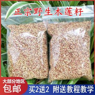 浙江诸暨特产木莲豆腐木莲子野生木莲籽爱玉子冰粉籽薜荔籽凉粉籽