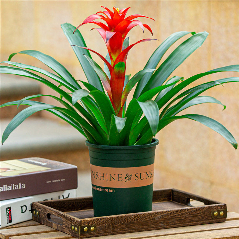 鸿运当头水培盆栽植物办公室内红心花卉绿植大型好养凤梨阳台客厅