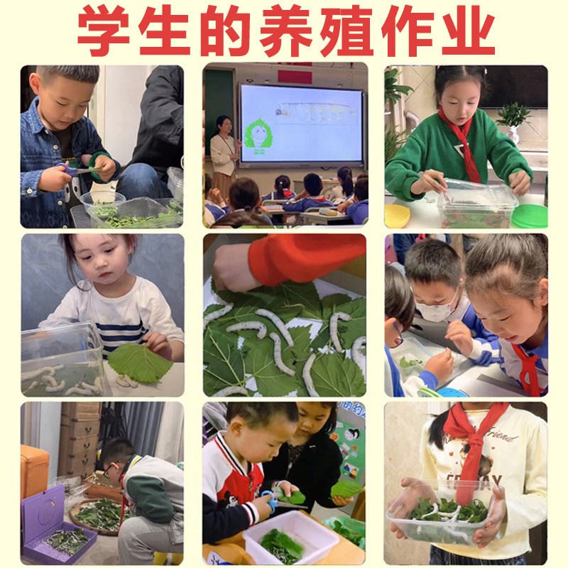 热销【顺丰当天发】蚕宝宝学生养蚕套装全套工具用的Y盒子箱专用
