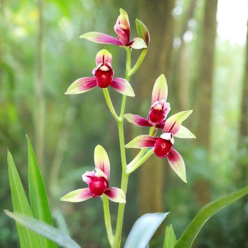 正宗建兰老种大国魂兰花苗带花苞正宗浓香型高档四季兰醉红素名贵