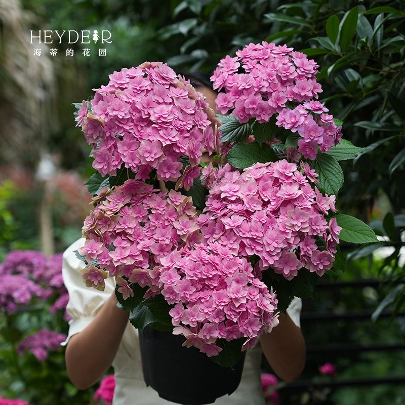 绣球花苗复古腔调大花重瓣绣球可调色阳台庭院花卉盆栽