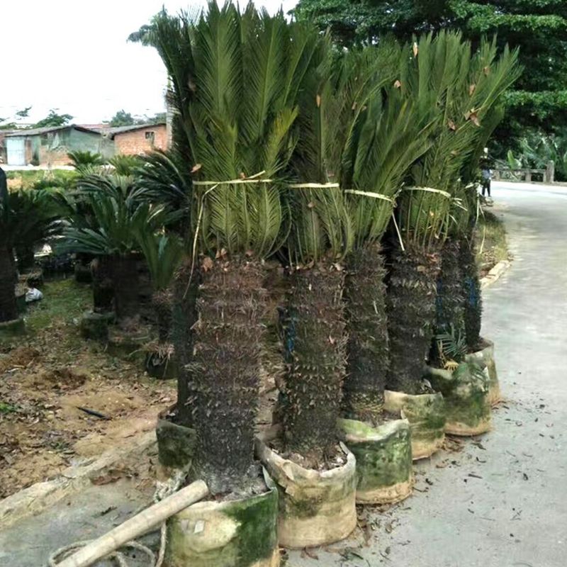大型铁树植物室内外盆栽庭院门口好养耐寒苏铁绿植花卉四季常青