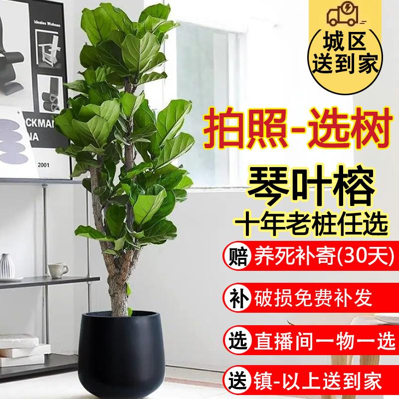 琴叶榕高级感客厅植物摆件室内大盆绿植大型盆栽老桩盆景开业乔迁
