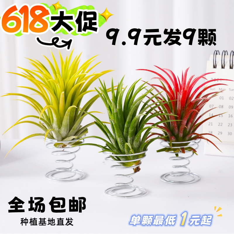 空气凤梨精灵无土植物懒人室内净化甲醛桌面摆件盆栽盆景花草绿植