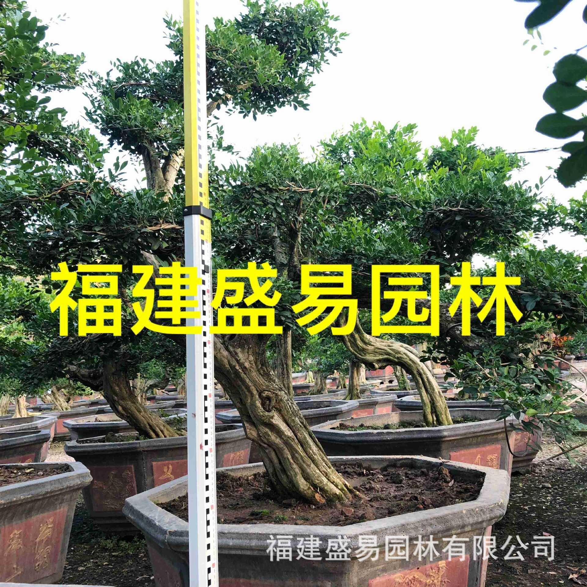 造型九里香桩头七里香盆景广西九里香基地七里香