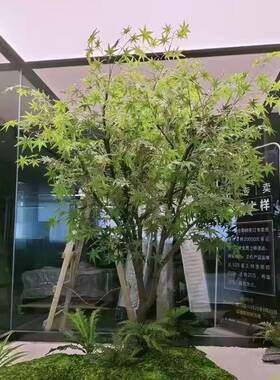 仿真绿植青枫树室内外装饰布置造景植物枫叶树绿色枫树枯山水