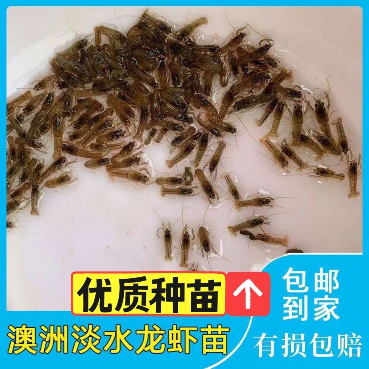 澳洲淡水蓝龙虾苗克氏螯虾苗特大苗可观赏可食用鱼池鱼缸养殖