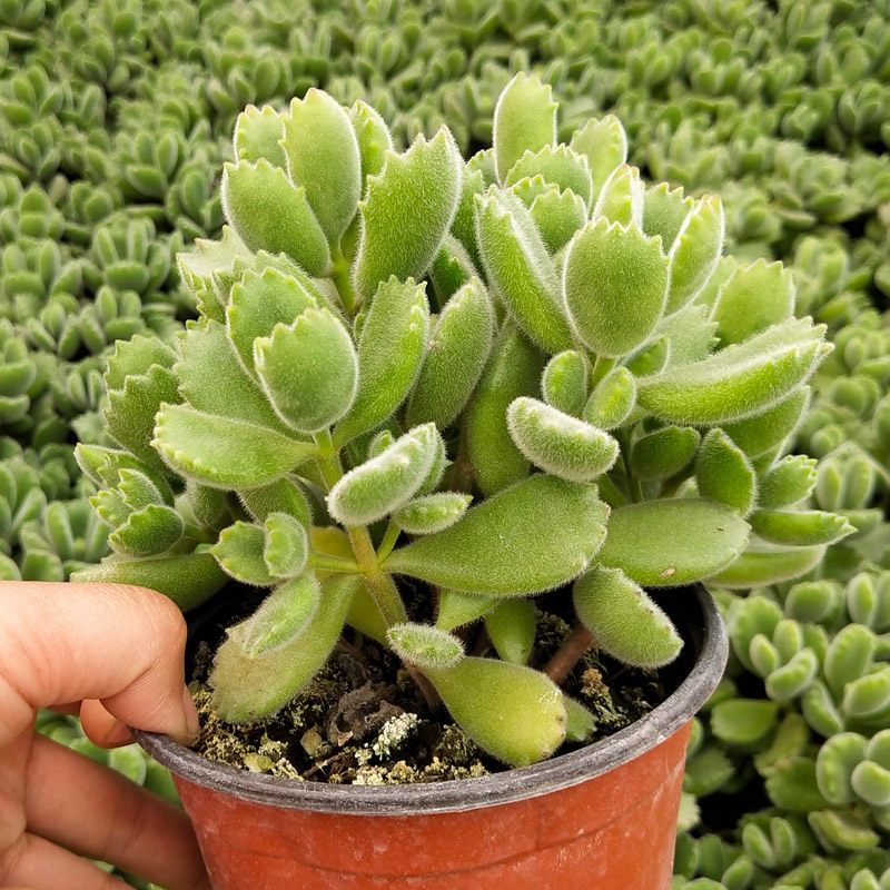 熊童子多肉植物带盆土超大颗熊童子老桩 熊掌花卉绿植盆栽办公室