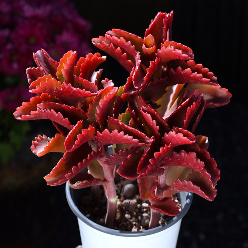 红朱莲多肉植物组合盆p栽罕见高级精品老桩稀有品种室内好养肉肉