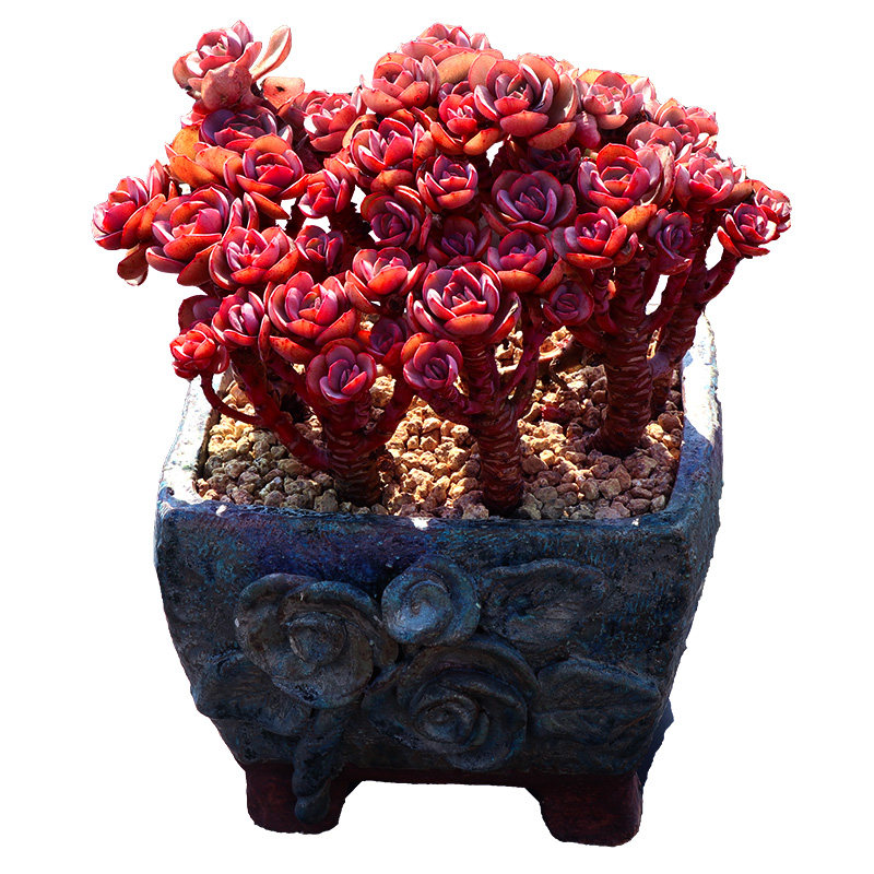 小叶秀妍研多肉植物一物一拍红色大株造型老桩包邮盆w栽向阳派园