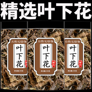 叶下花中药材泡水喝正品追风箭干货假苦草叶下花根精选优质叶下花