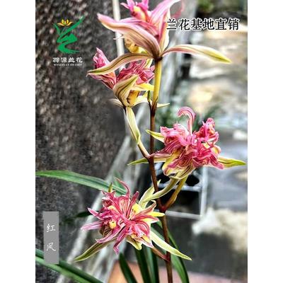 【团购】翁源兰花苗【寒兰红花】高端寒兰春节前后艺好养绿植花卉