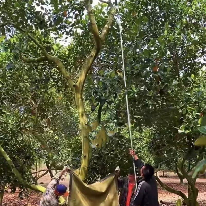 摘菠萝蜜a神器伸缩杆摘果枝锯钩子不锈钢采摘杆多功能割树枝核桃
