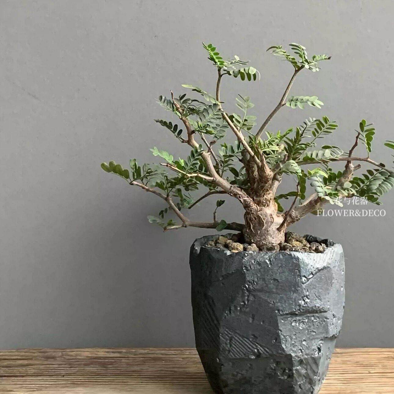 沙植漠苏木马块根植物达加斯加叶绿盆栽WRM室内阳台好观养