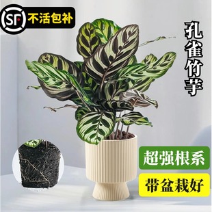 快速发货孔e雀竹芋盆栽室内客厅绿植好养活常青植物办公室除甲醛