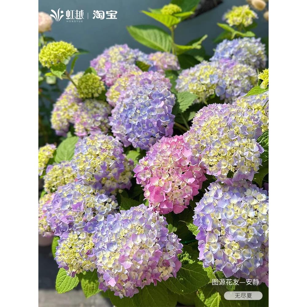 虹越大花绣球花苗盆栽阳台无尽夏中华木绣球花老桩庭院地栽多年生