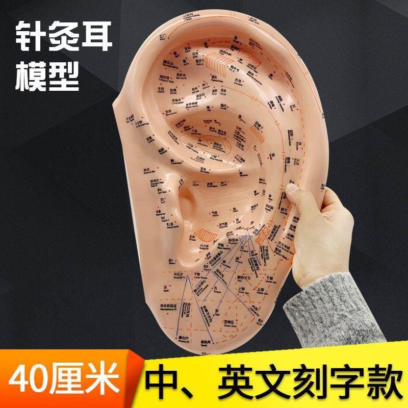 耳穴耳部针人体穴位模型40cm大号中医教学用耳朵模具中英文双语-封面