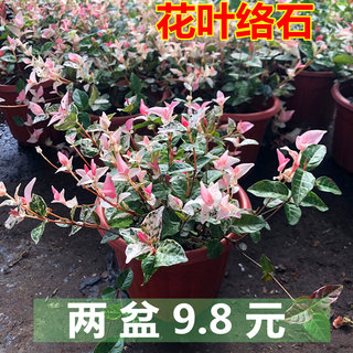 五彩花叶络石花苗盆栽室内阳台庭院花园四季垂吊兰耐寒热植物黄金