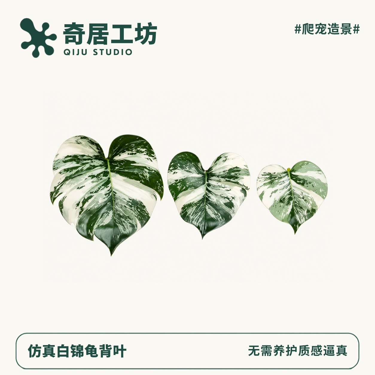 白锦龟背竹叶片爬宠造景装饰守宫蜥蜴躲避屋饲养缸丰荣造景