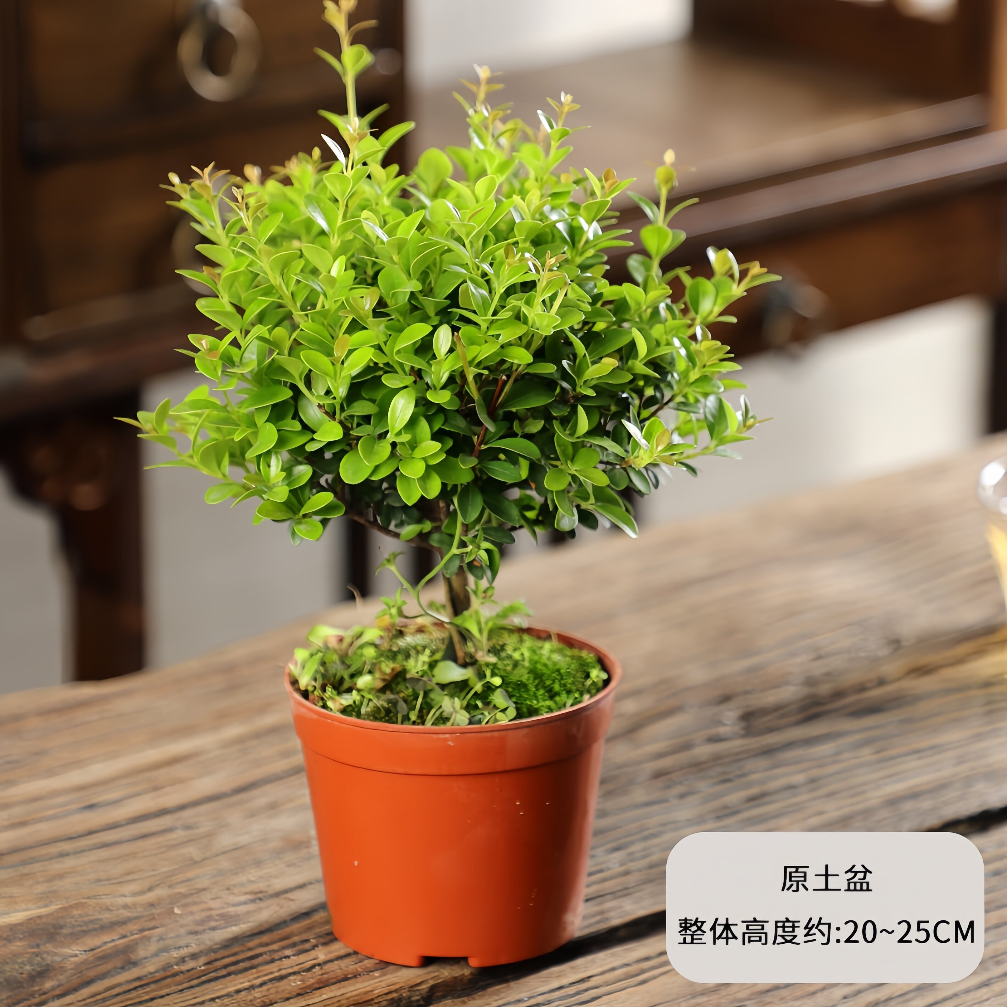 小叶赤楠老桩盆景苗植物花卉微景观水培办公室内好养四季常青盆栽