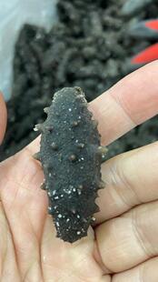 韩国半干大白刺野生深海海参拉缸盐无添加高营养500克-2500克/份