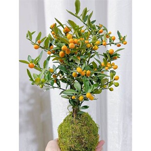 年宵金豆树盆栽带盆室内客厅绿植小盆栽散射光时令草本花卉