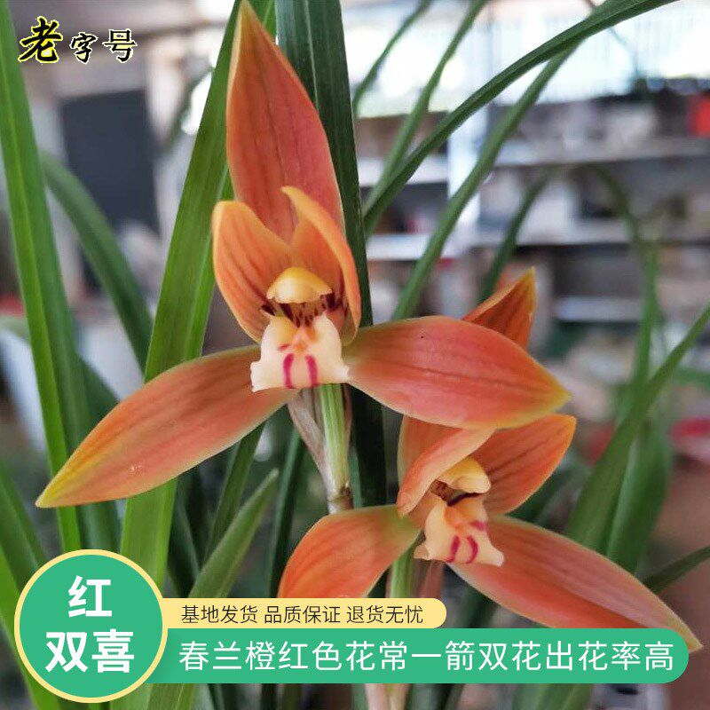 速发兰花苗 芽冬带 出花售苗浓香花卉室内外绿植物盆栽台