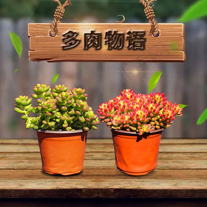 现货速发多肉大颗大号虹之玉锦丸叶松绿春萌多肉三棵组合带盆云南
