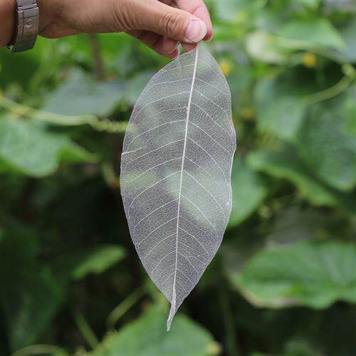 现货速发大号玉兰叶脉中号菩提书签干燥花材料叶脉花制作材料玉兰