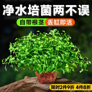 速发水草植物真缸专用水培生蚣草阴性鱼草净化水质火山石蜈态造景