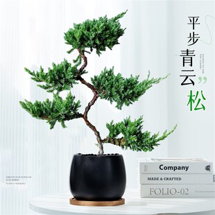 速发五层塔松盆栽放青松室内盆景植桌办公造物面室型绿植乔迁开业