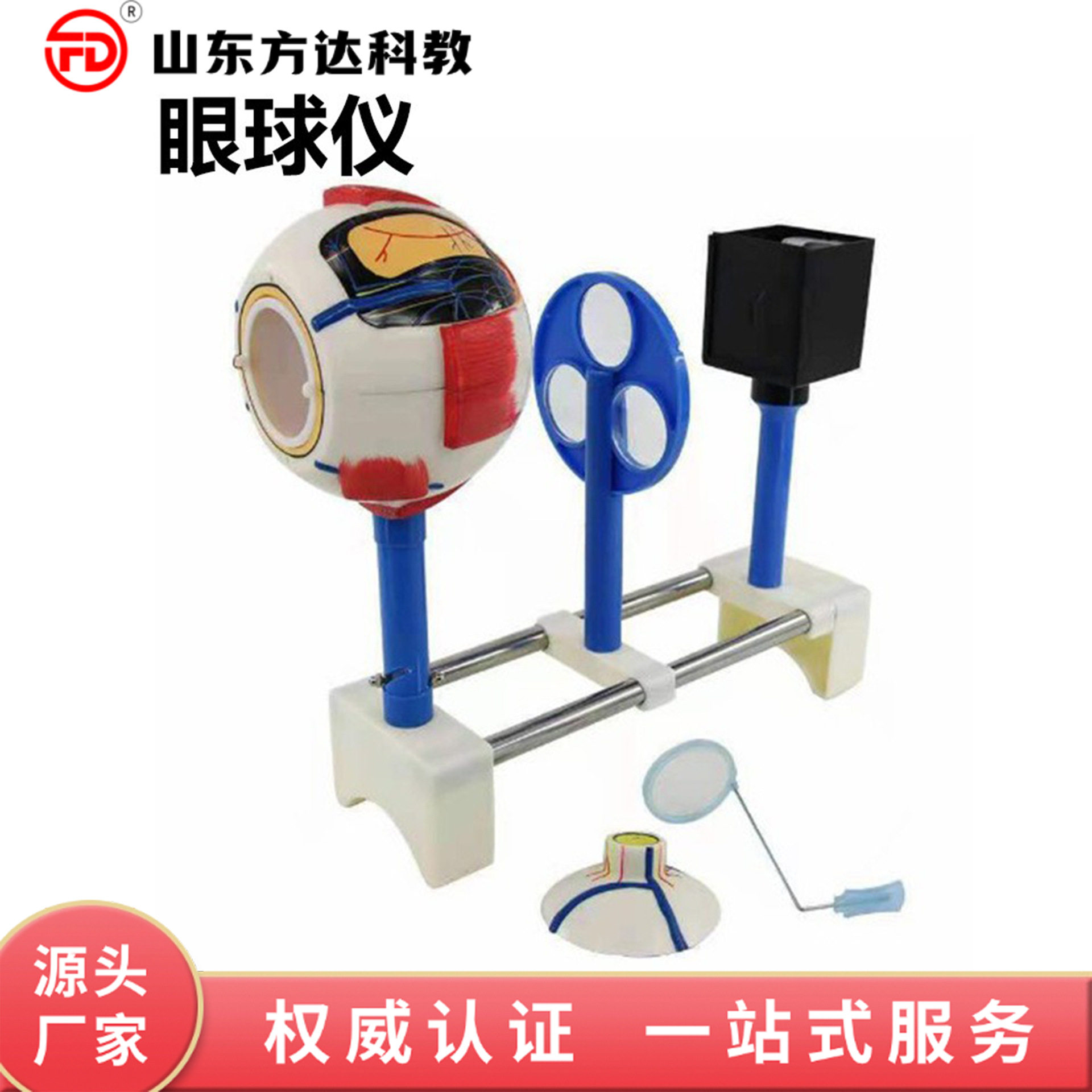 眼球仪眼球成像演示器模型生物实验高度还原眼球结构仿真眼球