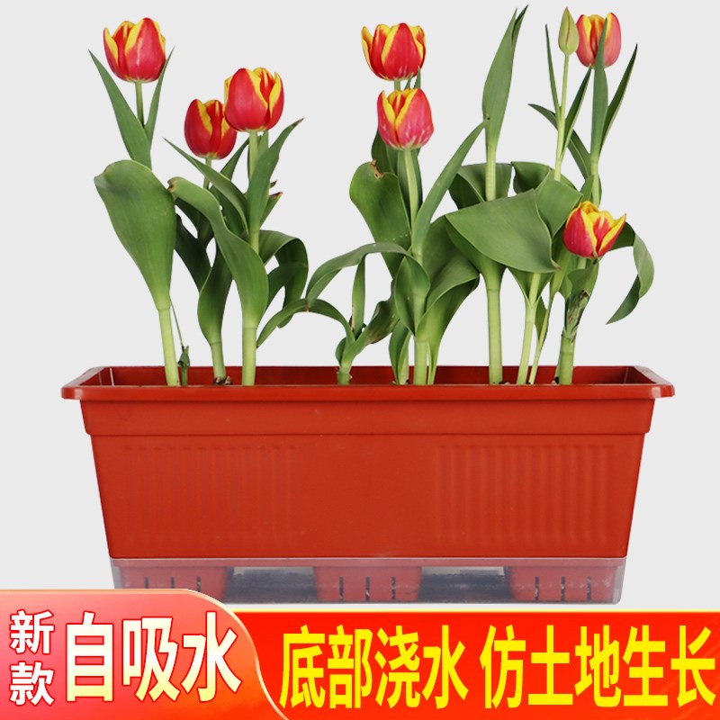 速发郁金香土培半长培自吸水台形方水塑料草莓生长懒人花盆种菜盆