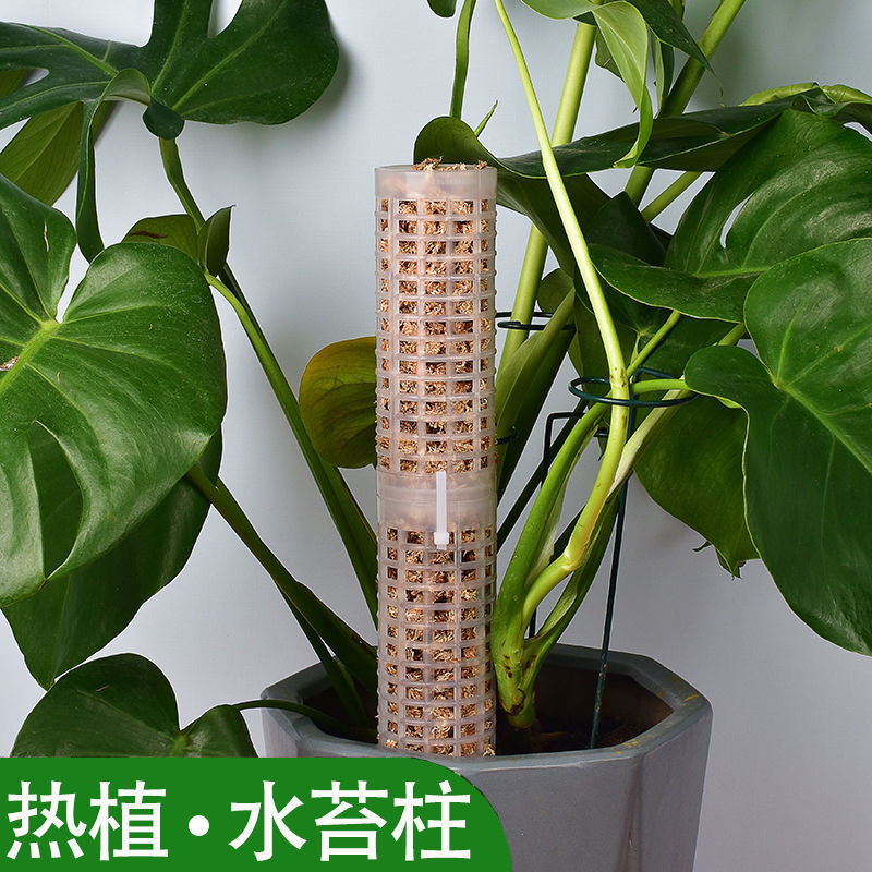 速发水苔柱植物攀爬根茎补水随增意高热值绿萝爬藤固定依附支架