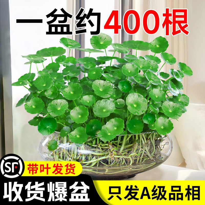 速发铜钱草水培植物四内好客金钱草籽养厅绿植盆栽办公室花卉室季