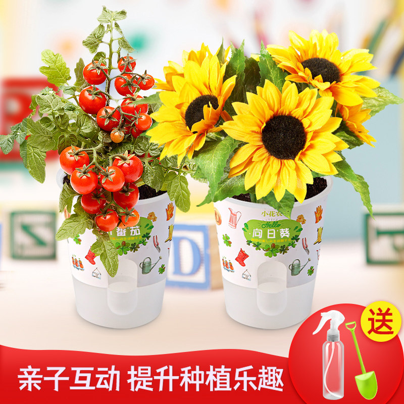速发盆意迷你儿童植物观芽生长发察创栽小学生幼儿园 种植花农自