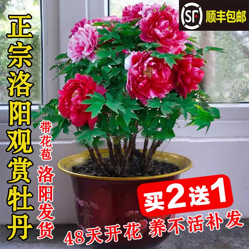 速发牡正花苗洛丹宗牡丹栽室内外庭院盆花花卉四季开花植物易活