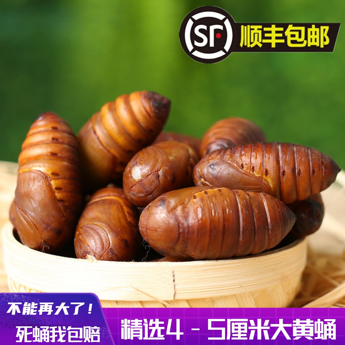 2024年东北特产大黄柞蚕蛹新鲜活蝉蛹大黑秋蛹活体大茧蛹500g包邮