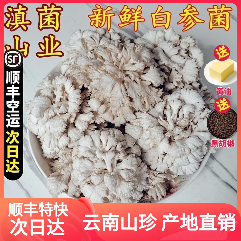 白参菌新鲜 云南特产山珍当季新品雪莲花菌菇新鲜蔬菜空运包邮