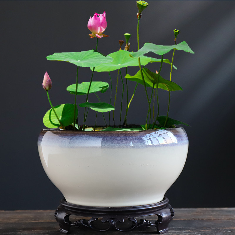 速发水仙花盆陶瓷无孔水培水养大号铜钱草睡莲碗莲专用一叶莲荷花
